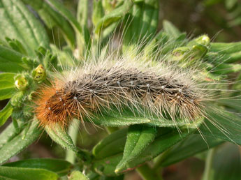  Chenille de Arctia caja L. - Philippe Mothiron