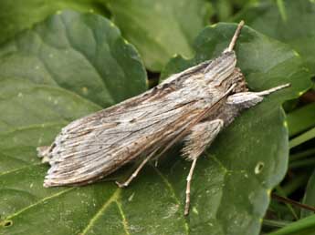 Cucullia calendulae Tr. adulte - Daniel Morel