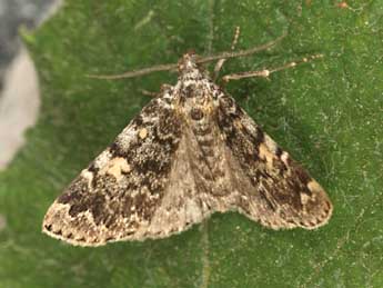 Idia calvaria D. & S. adulte - Daniel Morel