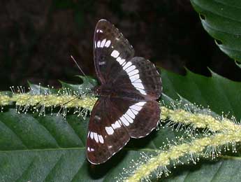 Limenitis camilla L. adulte - Philippe Mothiron