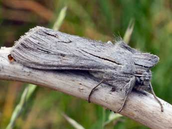 Cucullia campanulae Frr adulte - ©Daniel Morel