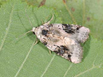 Pseudeustrotia candidula D. & S. adulte - Philippe Mothiron