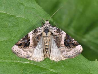 Pseudeustrotia candidula D. & S. adulte - Philippe Mothiron