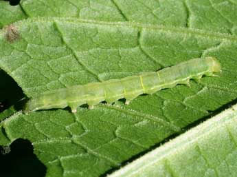  Chenille de Pseudeustrotia candidula D. & S. - Serge Wambeke