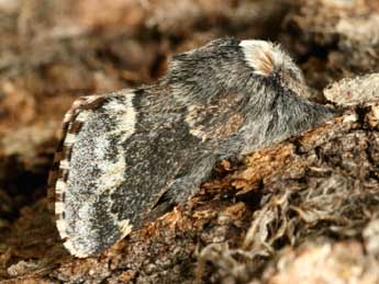 Poecilocampa alpina Frey & Wullschl. adulte - ©Daniel Morel