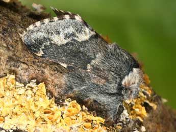 Poecilocampa alpina Frey & Wullschl. adulte - ©Daniel Morel