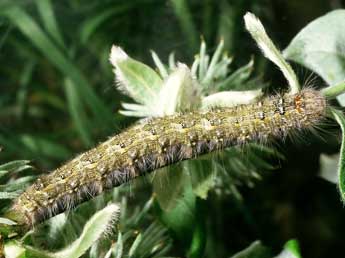  Chenille de Poecilocampa alpina Frey & Wullschl. - Philippe Mothiron