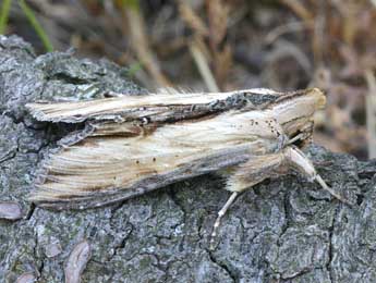 Cucullia caninae Rbr adulte - ©Daniel Morel