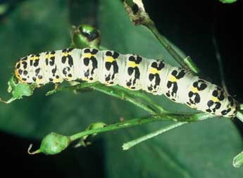  Chenille de Cucullia caninae Rbr - ©Philippe Mothiron