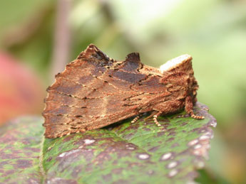 Ptilodon capucina L. adulte - Philippe Mothiron