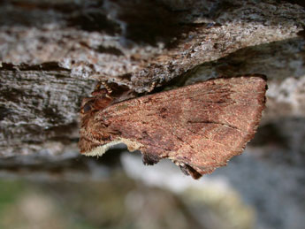 Ptilodon capucina L. adulte - Philippe Mothiron