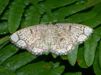 Stegania cararia Hb. adulte - ©Philippe Mothiron