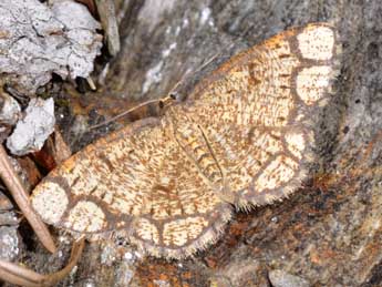 Stegania cararia Hb. adulte - Philippe Mothiron