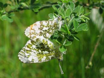 Anthocharis cardamines L. adulte - Michel Brunel