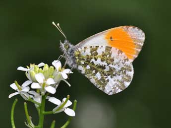 Anthocharis cardamines L. adulte - ©Philippe Mothiron