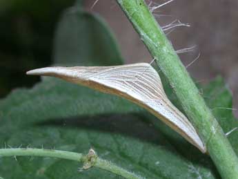  Chrysalide de Anthocharis cardamines L. - Philippe Mothiron