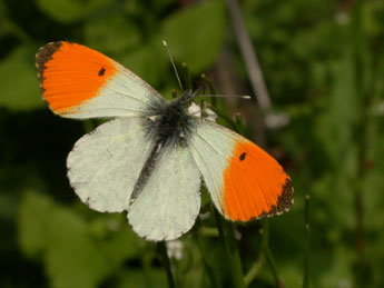 Anthocharis cardamines L. adulte - Philippe Mothiron