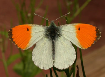 Anthocharis cardamines L. adulte - Philippe Mothiron