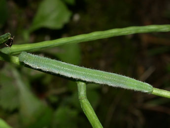  Chenille de Anthocharis cardamines L. - Philippe Mothiron