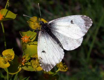 Anthocharis cardamines L. adulte - Philippe Mothiron