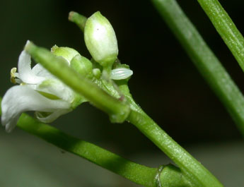  Oeuf de Anthocharis cardamines L. - ©Philippe Mothiron