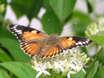 Vanessa cardui L. adulte - ©Yannick Cher