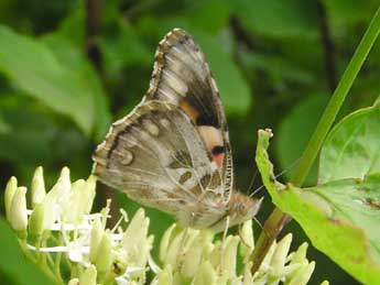 Vanessa cardui L. adulte - Yannick Cher