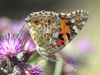 Vanessa cardui L. adulte - ©Daniel Morel