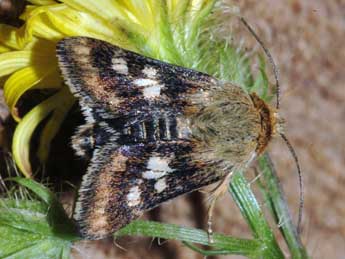 Schinia cardui Hb. adulte - Stphane Grenier