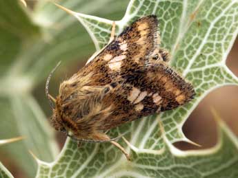 Schinia cardui Hb. adulte - ©Daniel Morel