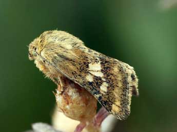 Schinia cardui Hb. adulte - ©Daniel Morel