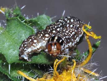  Chenille de Schinia cardui Hb. - Stphane Grenier