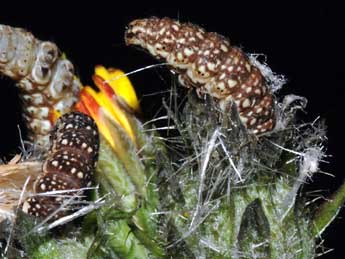  Chenille de Schinia cardui Hb. - Stphane Grenier