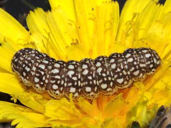  Chenille de Schinia cardui Hb. - ©Stphane Grenier