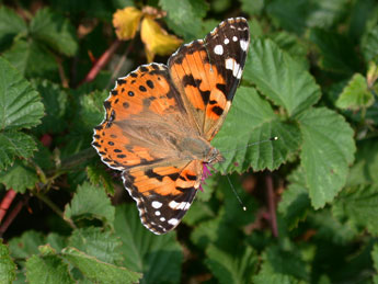 Vanessa cardui L. adulte - ©Philippe Mothiron