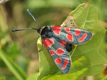 Zygaena carniolica Scop. adulte - ©Philippe Mothiron