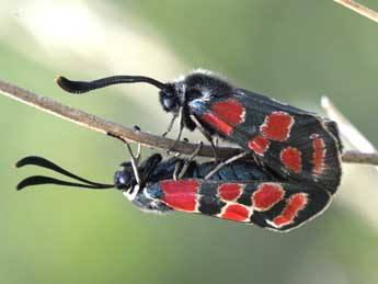 Zygaena carniolica Scop. adulte - Philippe Mothiron