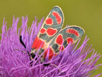 Zygaena carniolica Scop. adulte - Philippe Mothiron