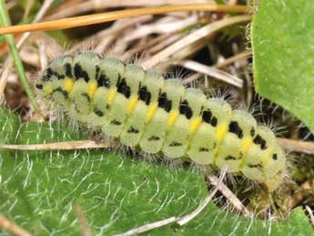  Chenille de Zygaena carniolica Scop. - ©Philippe Mothiron