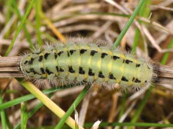  Chenille de Zygaena carniolica Scop. - ©Philippe Mothiron