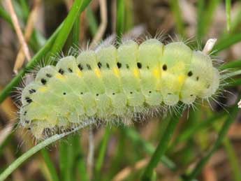  Chenille de Zygaena carniolica Scop. - ©Philippe Mothiron