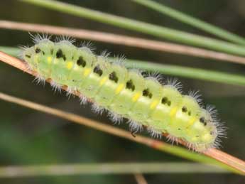  Chenille de Zygaena carniolica Scop. - Philippe Mothiron