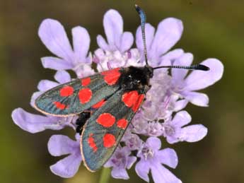 Zygaena carniolica Scop. adulte - ©Philippe Mothiron