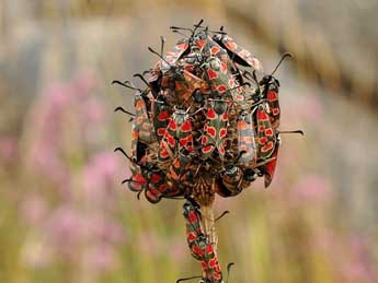 Zygaena carniolica Scop. adulte - David Demerges