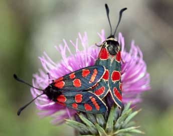 Zygaena carniolica Scop. adulte - Daniel Morel