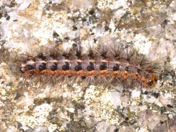  Chenille de Watsonarctia deserta Bartel - ©Philippe Mothiron