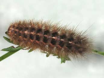  Chenille de Watsonarctia deserta Bartel - ©Samuel Ducept