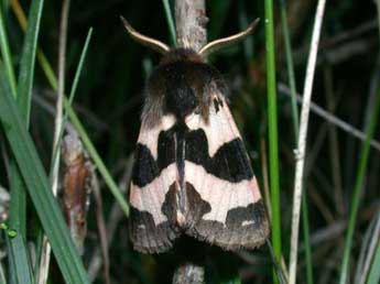 Watsonarctia deserta Bartel adulte - Philippe Mothiron