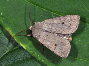 Xestia castanea Esp. adulte - Philippe Mothiron