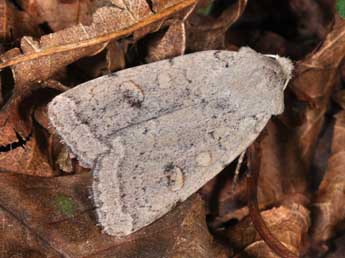 Xestia castanea Esp. adulte - Philippe Mothiron